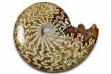 Polished Ammonite (Cleoniceras) Fossil - Madagascar #358451-1